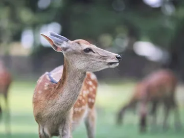 Close-up of sika deer standing on grassy field in Nara Park, Japan