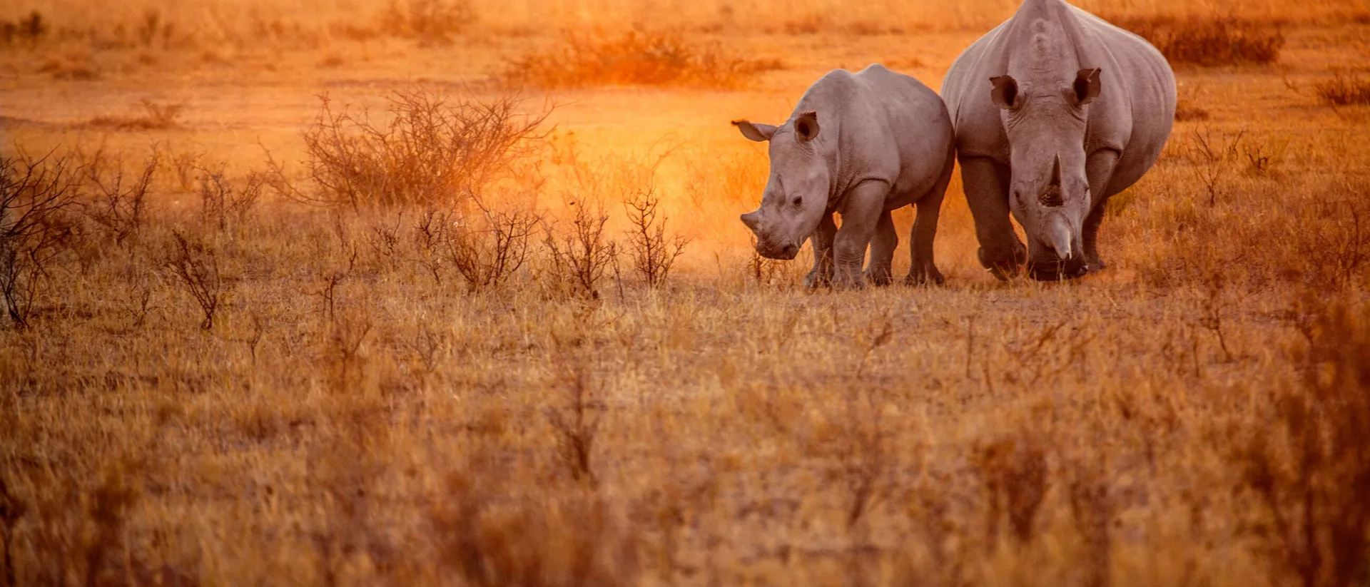 Rhinos grazing in Africa on sunny day