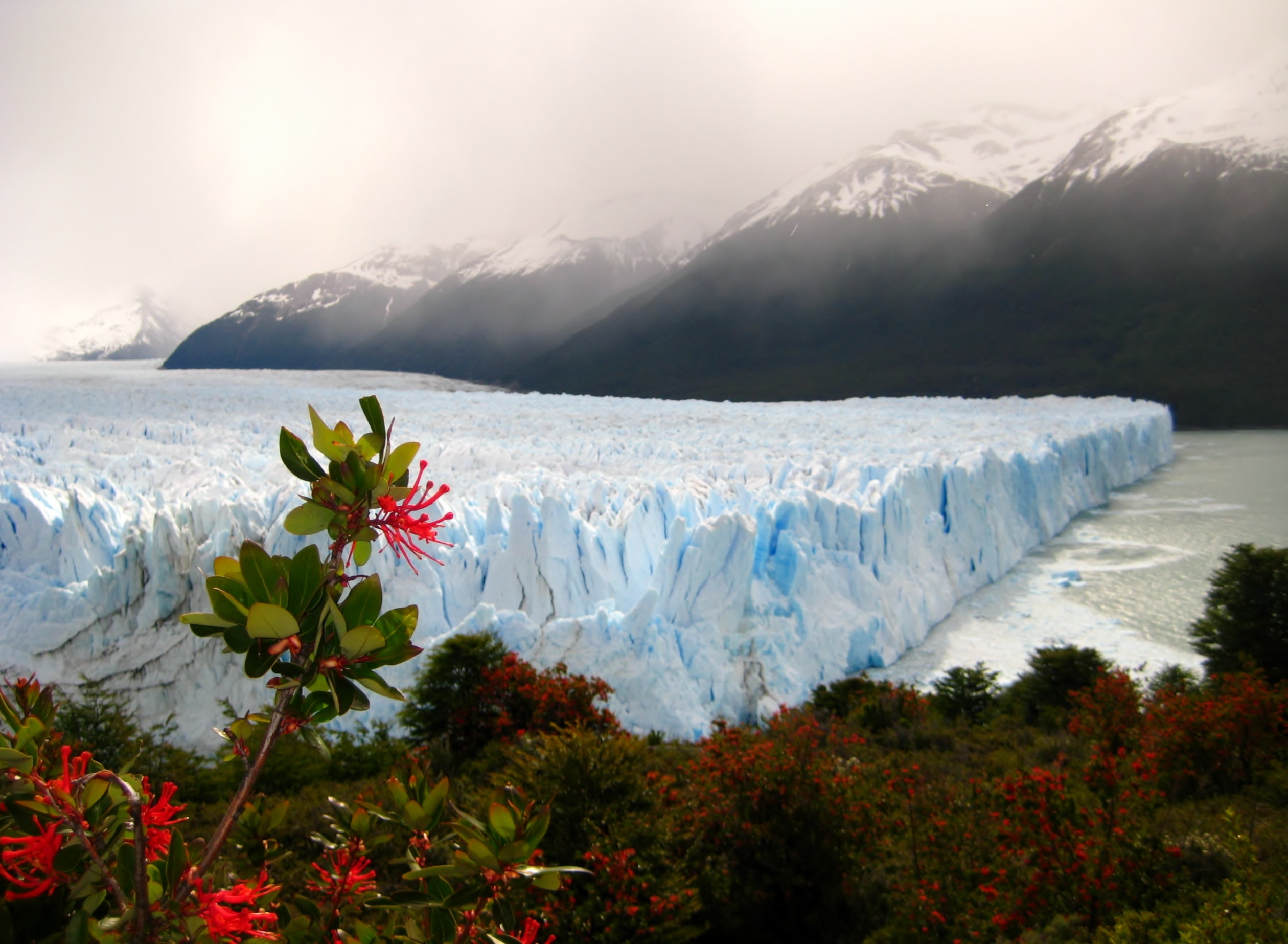 Glacier in Argentina with flower in the foreground