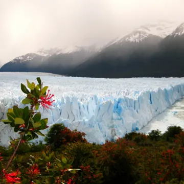 Glacier in Argentina with flower in the foreground