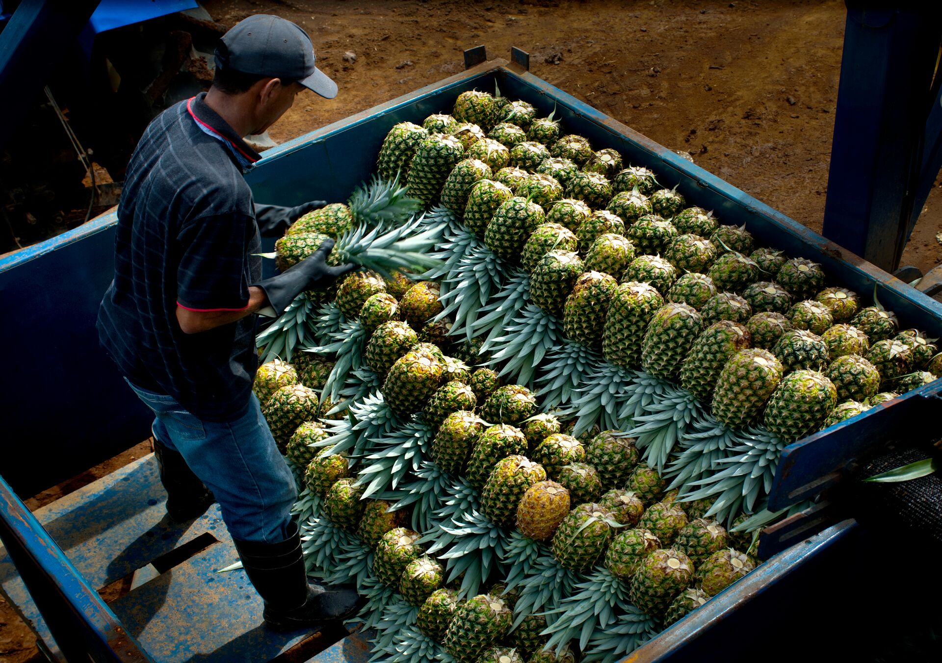Farmer stacking pineapples in the back of a truck in Costa Rica, South America
