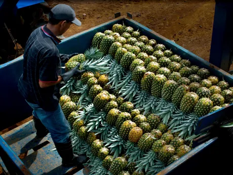 Farmer stacking pineapples in the back of a truck in Costa Rica, South America