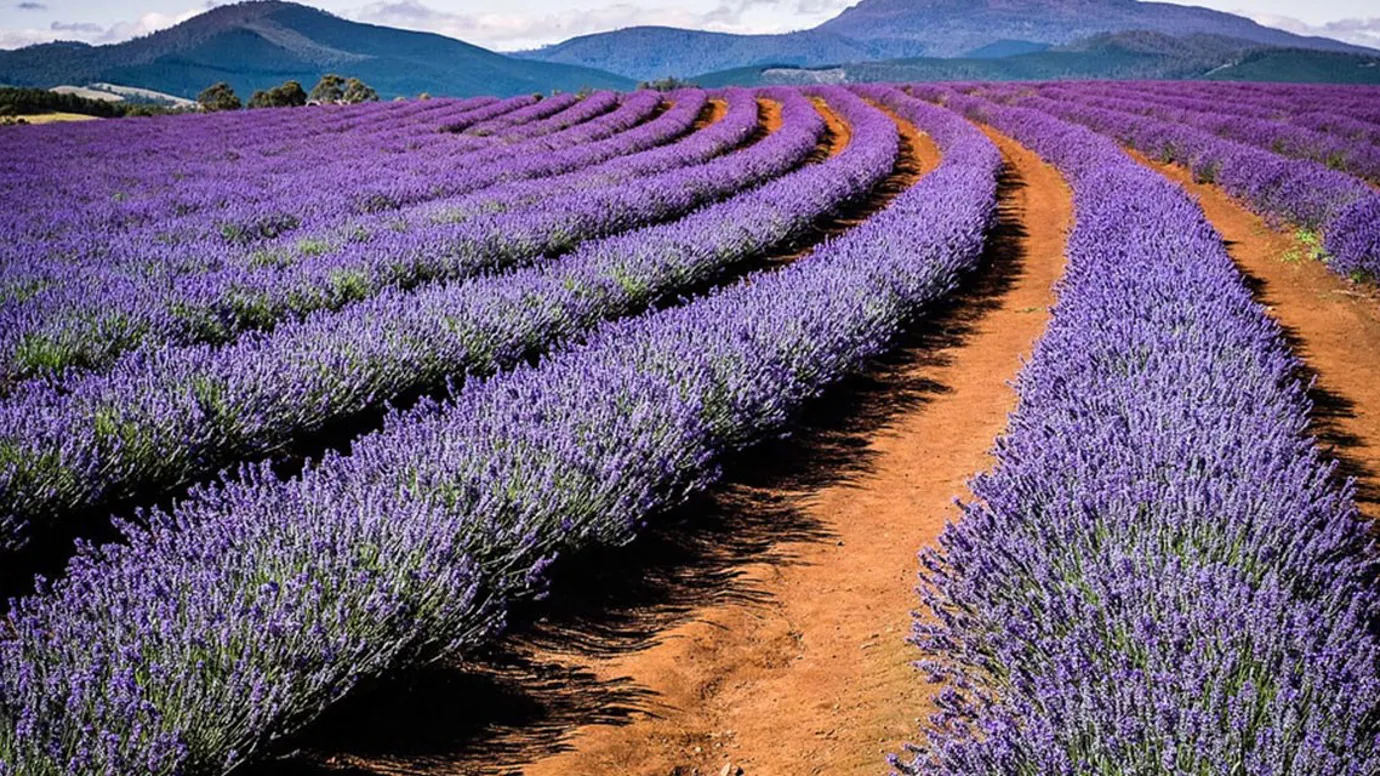 Bridestowe Lavender Estate