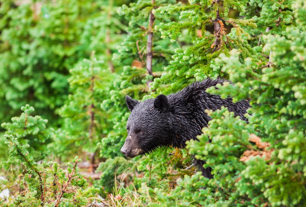 Wild black bear forages in the forest on a rainy day