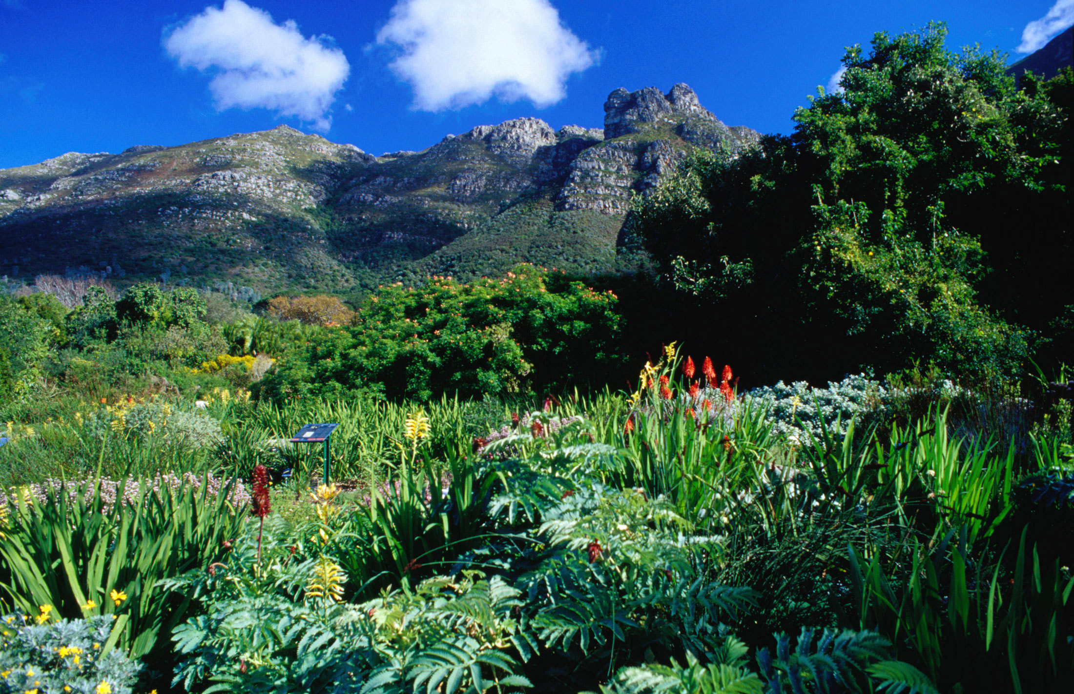 kirstenbosch-gardens-cape-town-south-africa.jpg