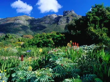 kirstenbosch-gardens-cape-town-south-africa.jpg