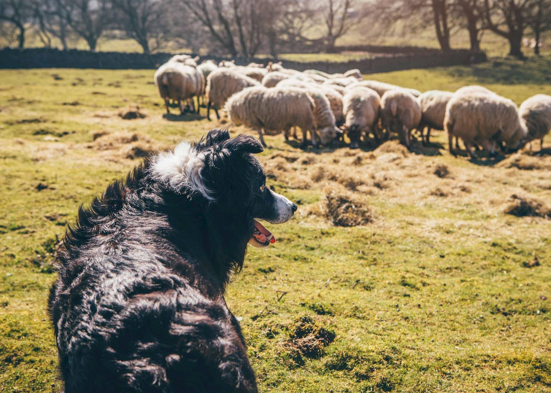 Dog watching sheep on Highland Farm experience in Kincraig, Scotland