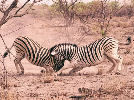 Two zebras butting heads in the Etosha National Park in Namibia.