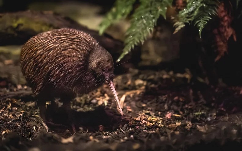 kiwi-park-queenstown-wildlife-sanctuary-new-zealand.jpg