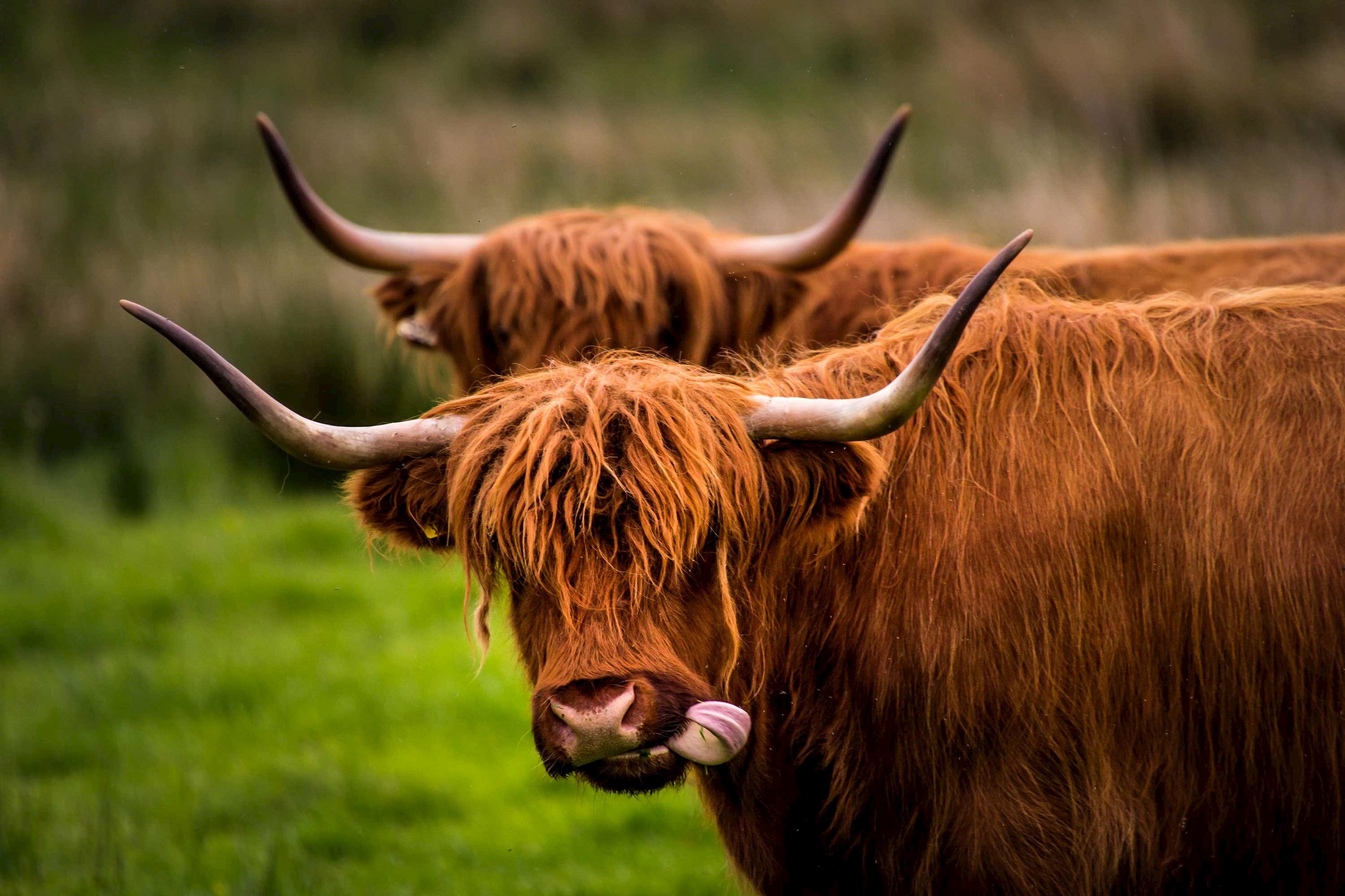 Two Highland cows with long horns standing on grassy field in Inverness , Scotland