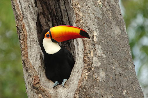Toucan looking out of his nest in Brazil, South America