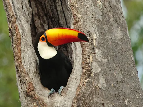 Toucan looking out of his nest in Brazil, South America