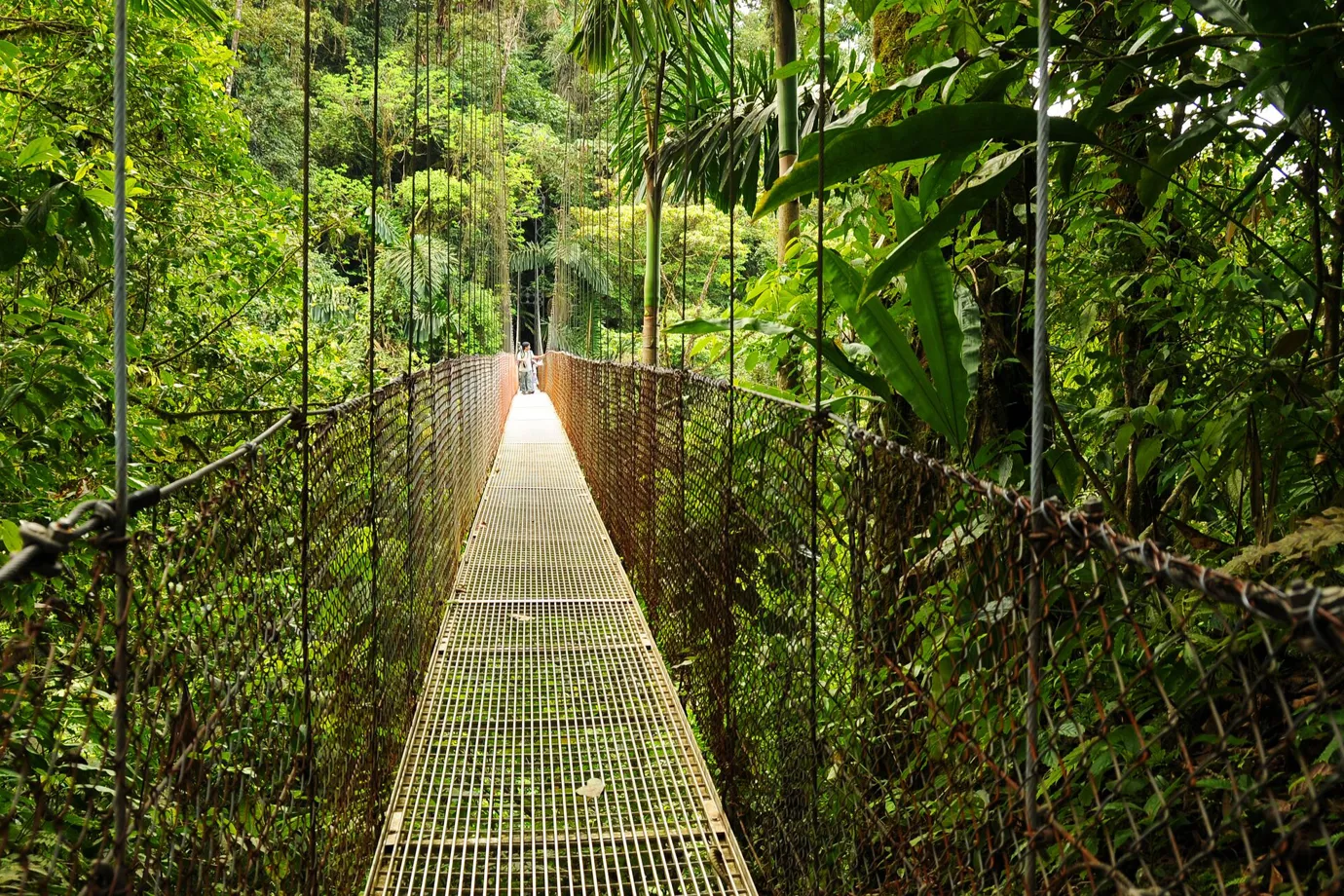 Hanging Bridge in the jungle in Costa Rica, Central America
