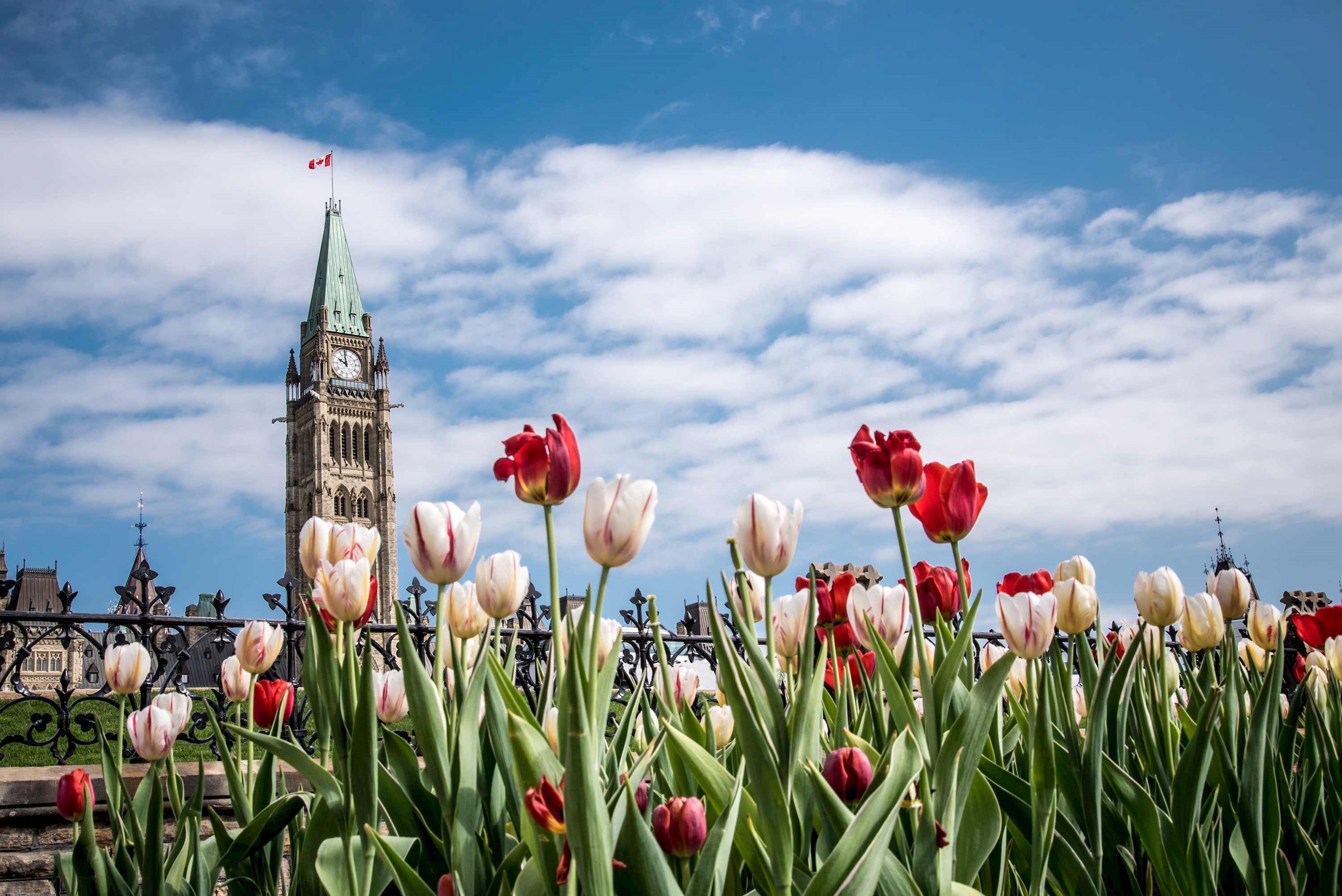 Parliament Buildings and Tulips in Ottawa, Canada