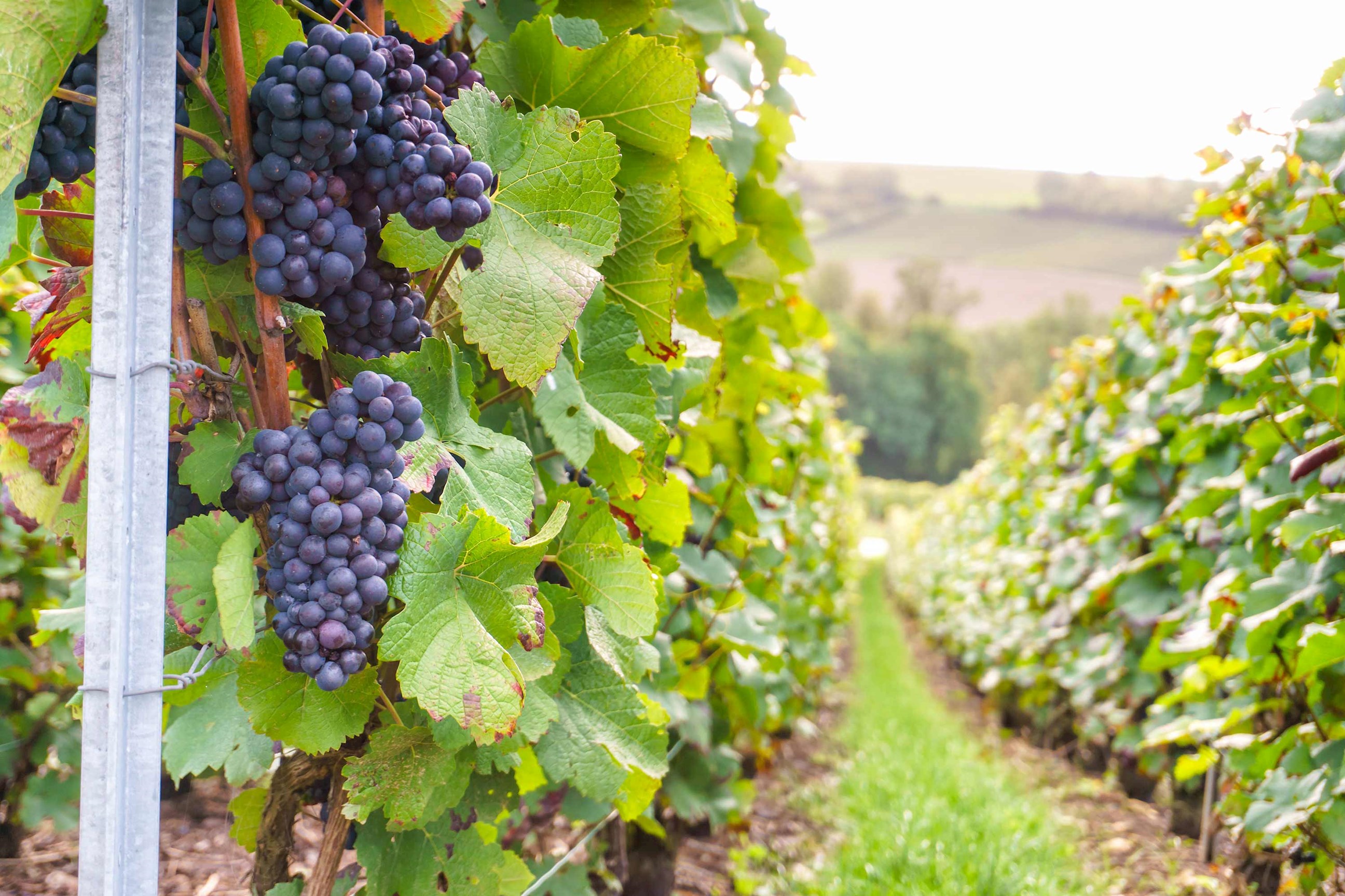 A close view of purple grapes in a vineyard in Bordeaux, France