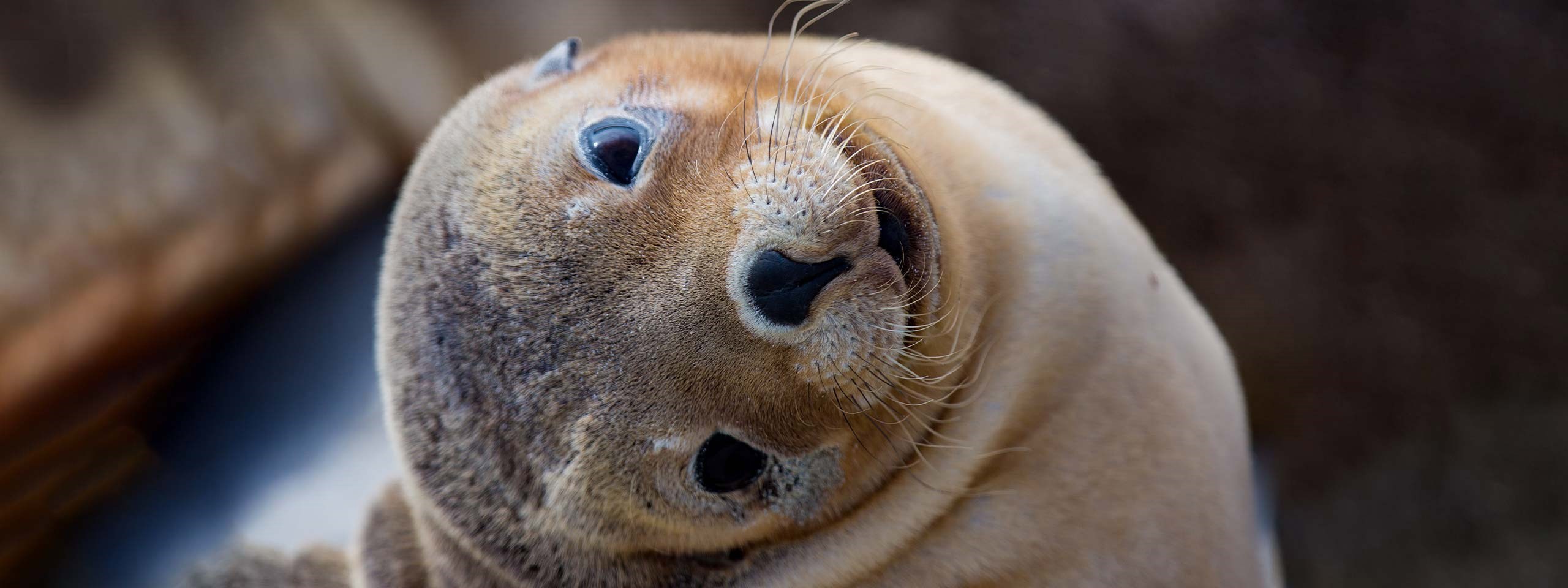 Seal Bay