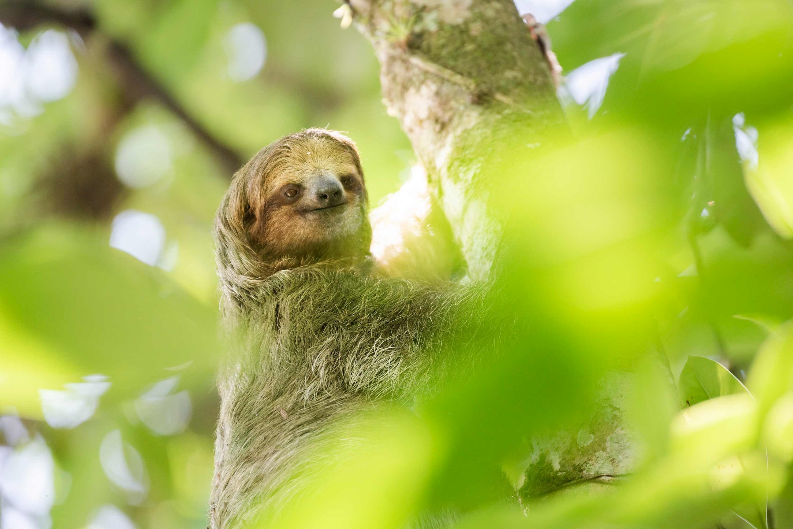 sloth-tortuguero-national-park-costa-rica.jpg