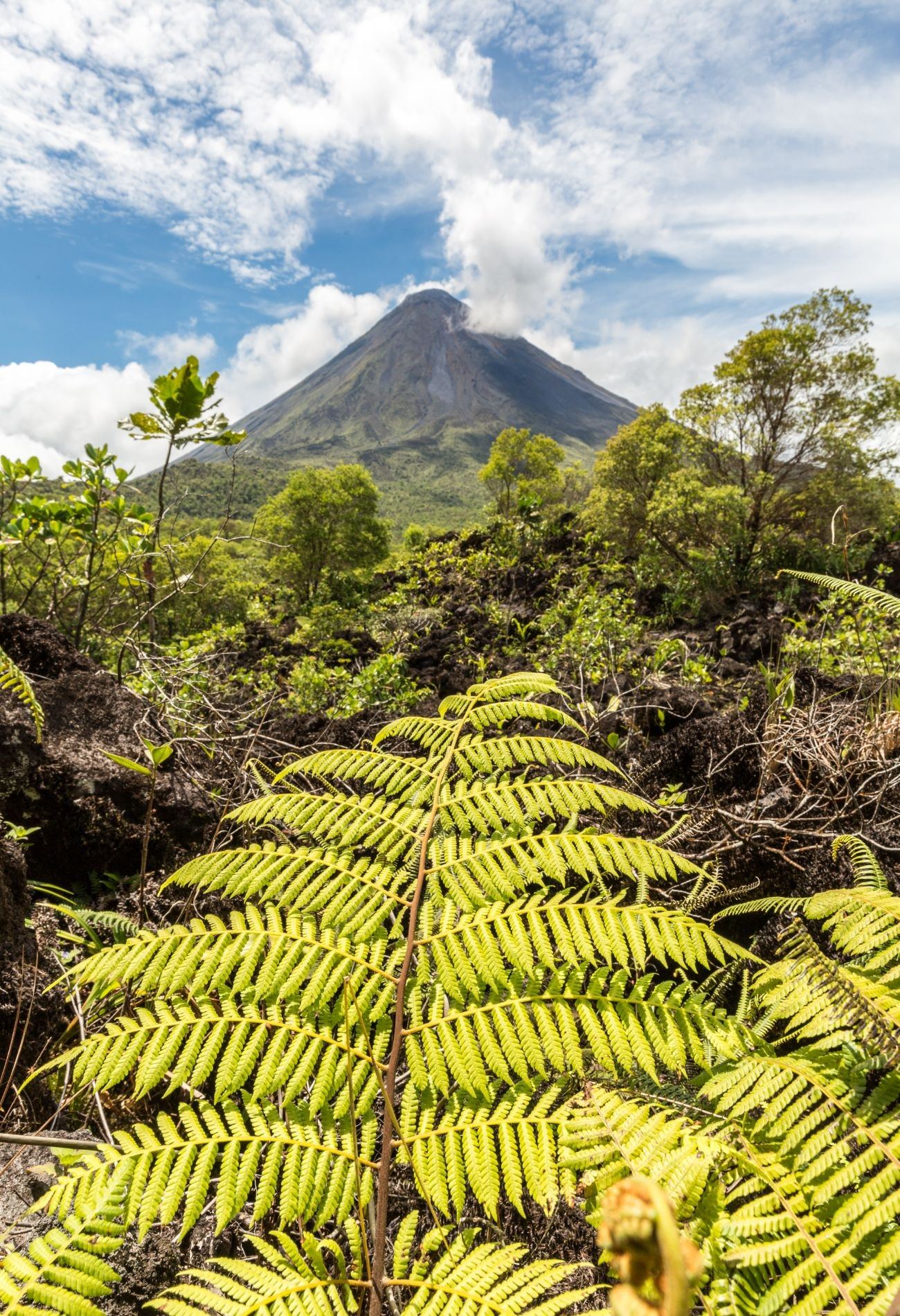 A lush green forest with a volcano in the background in Costa Rica