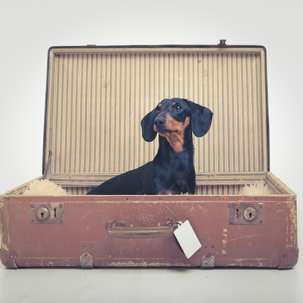 Brown and black dachshund sitting in an old fashioned trunk case