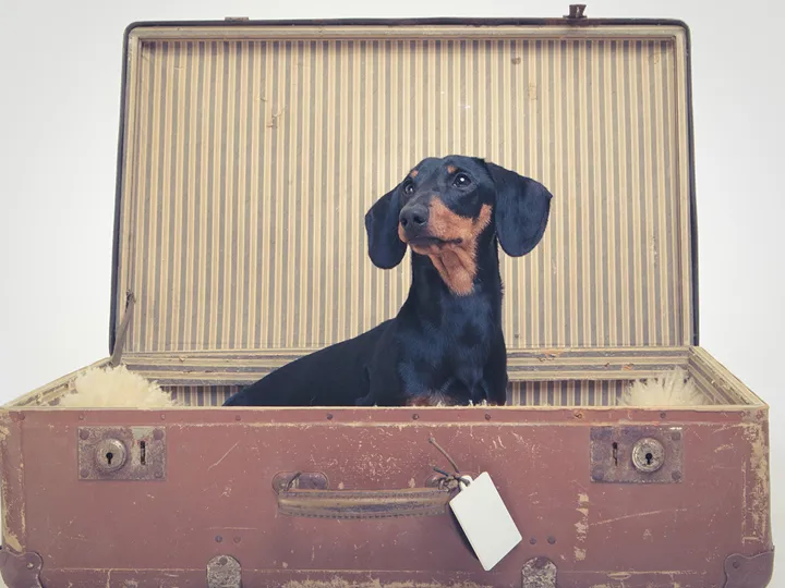 Brown and black dachshund sitting in an old fashioned trunk case