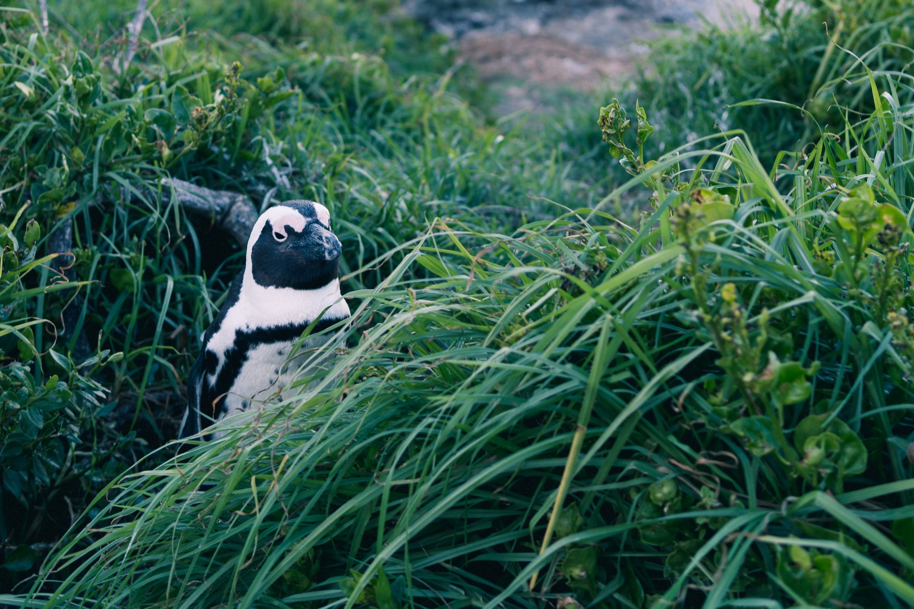 A penguin peeps out from tall grass near Boulders Beach outside Cape Town in South Africa.
