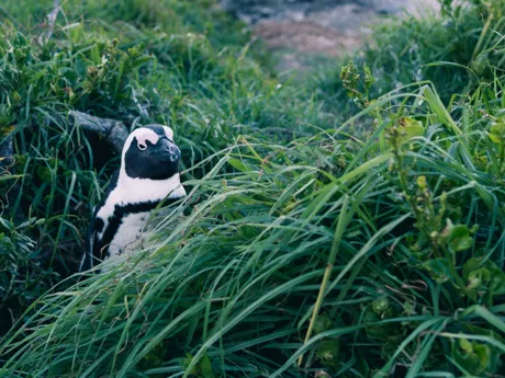 A penguin peeps out from tall grass near Boulders Beach outside Cape Town in South Africa.