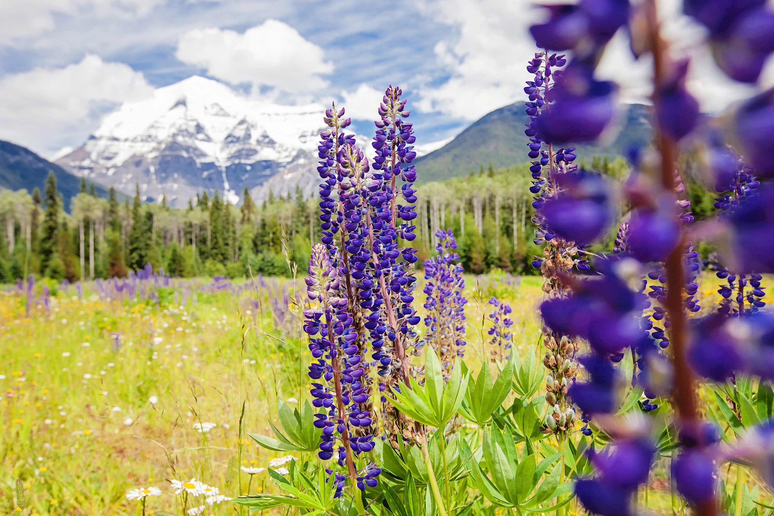 Wildflowers in Mount Robson, Canada