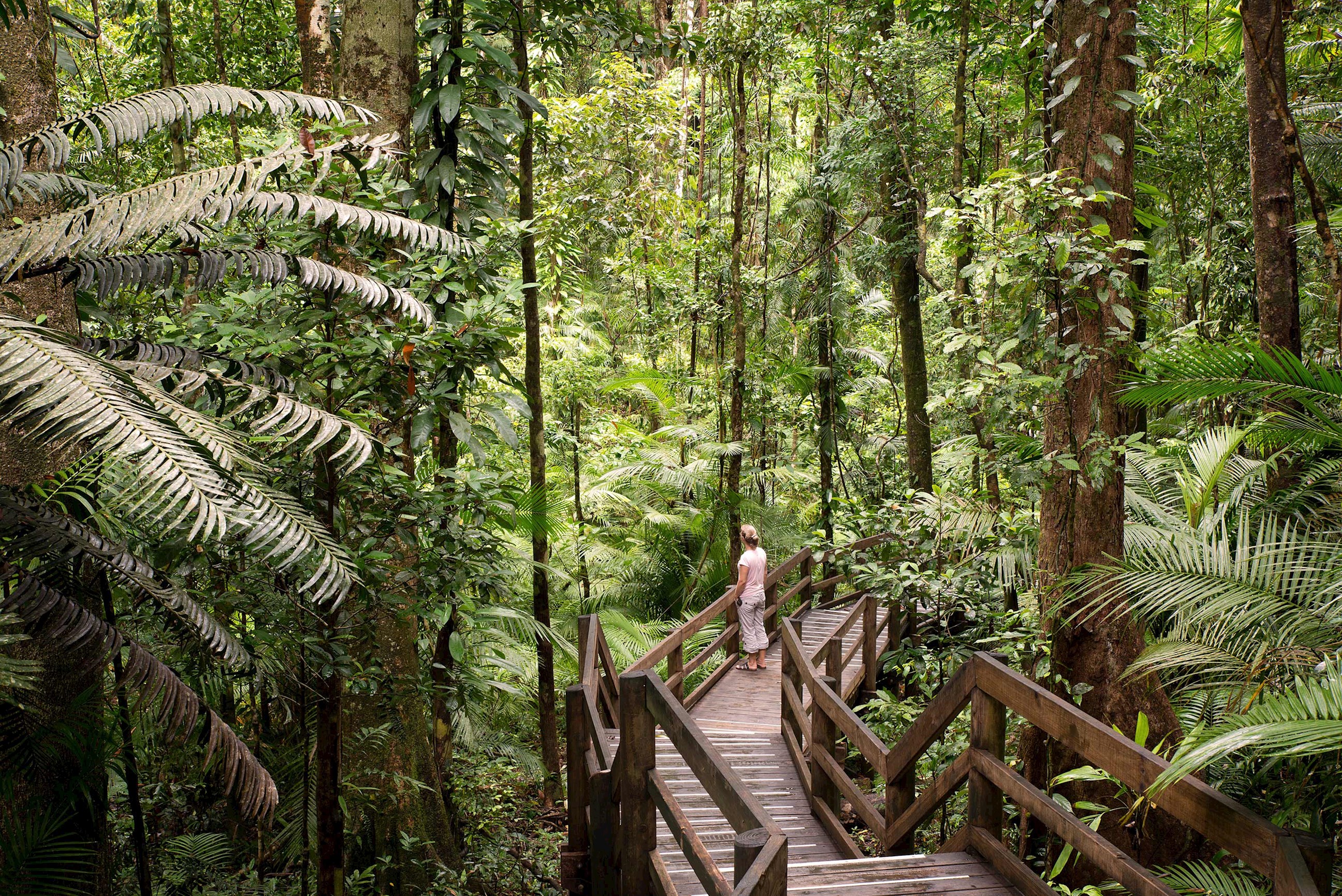 Tour the Daintree Rainforest in Cairns, Australia