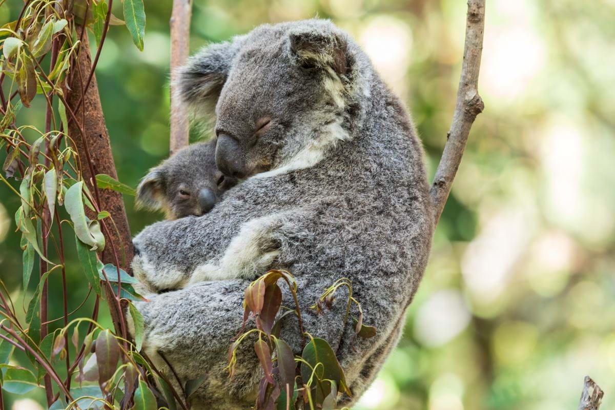 Cuddling Koalas Australia