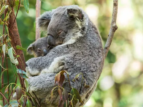 Cuddling Koalas Australia