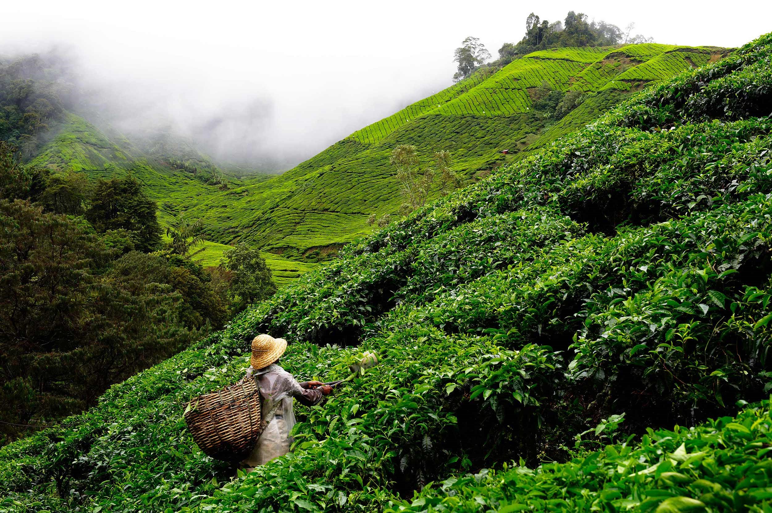 Tea picker harvesting leaves on green slopes in Cameron Highlands, Malaysia