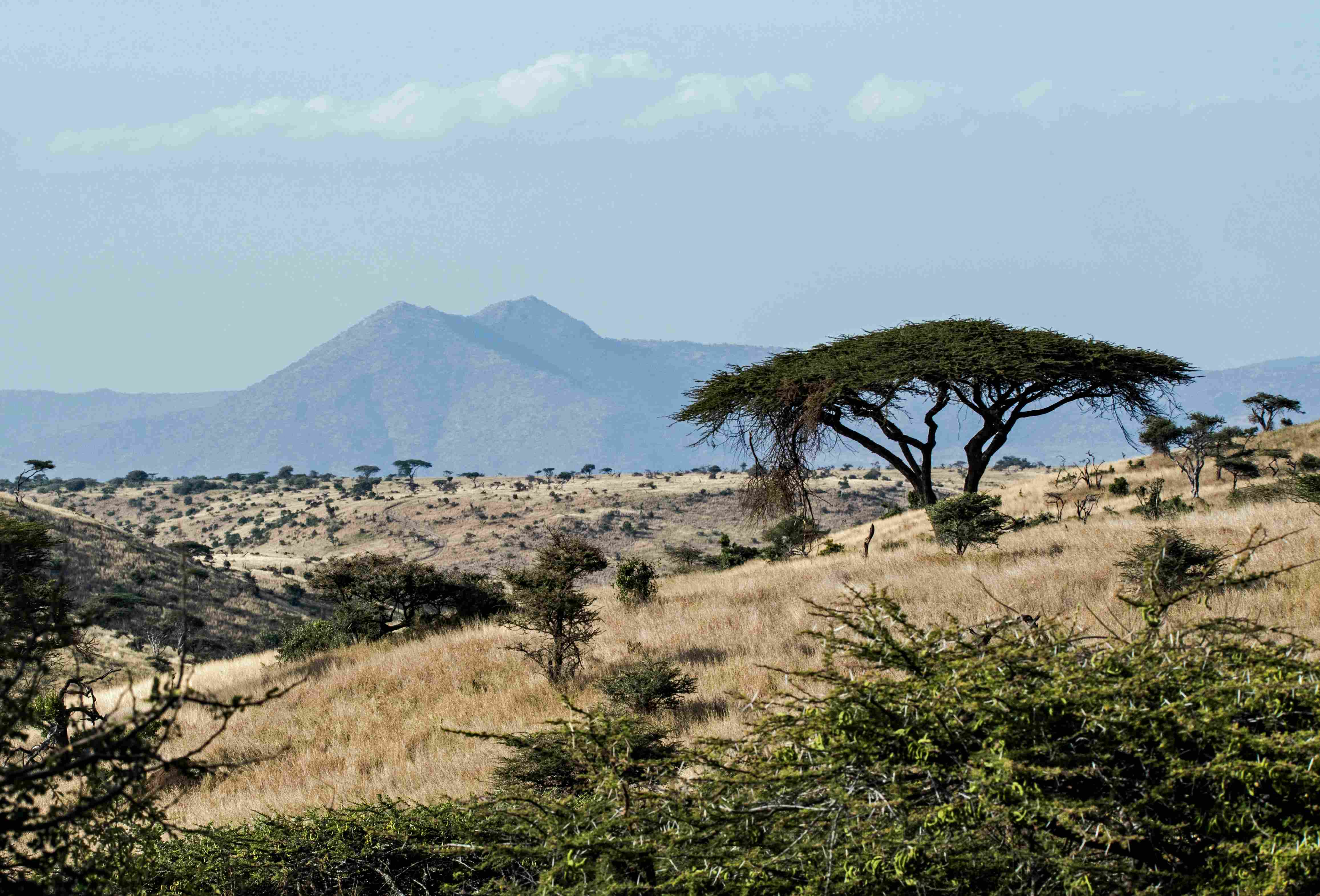Plains of grass, trees and mountains in Kenya