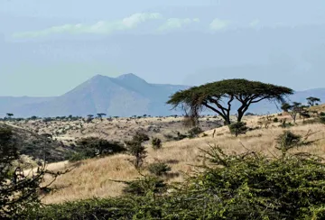 Plains of grass, trees and mountains in Kenya