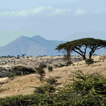 Plains of grass, trees and mountains in Kenya