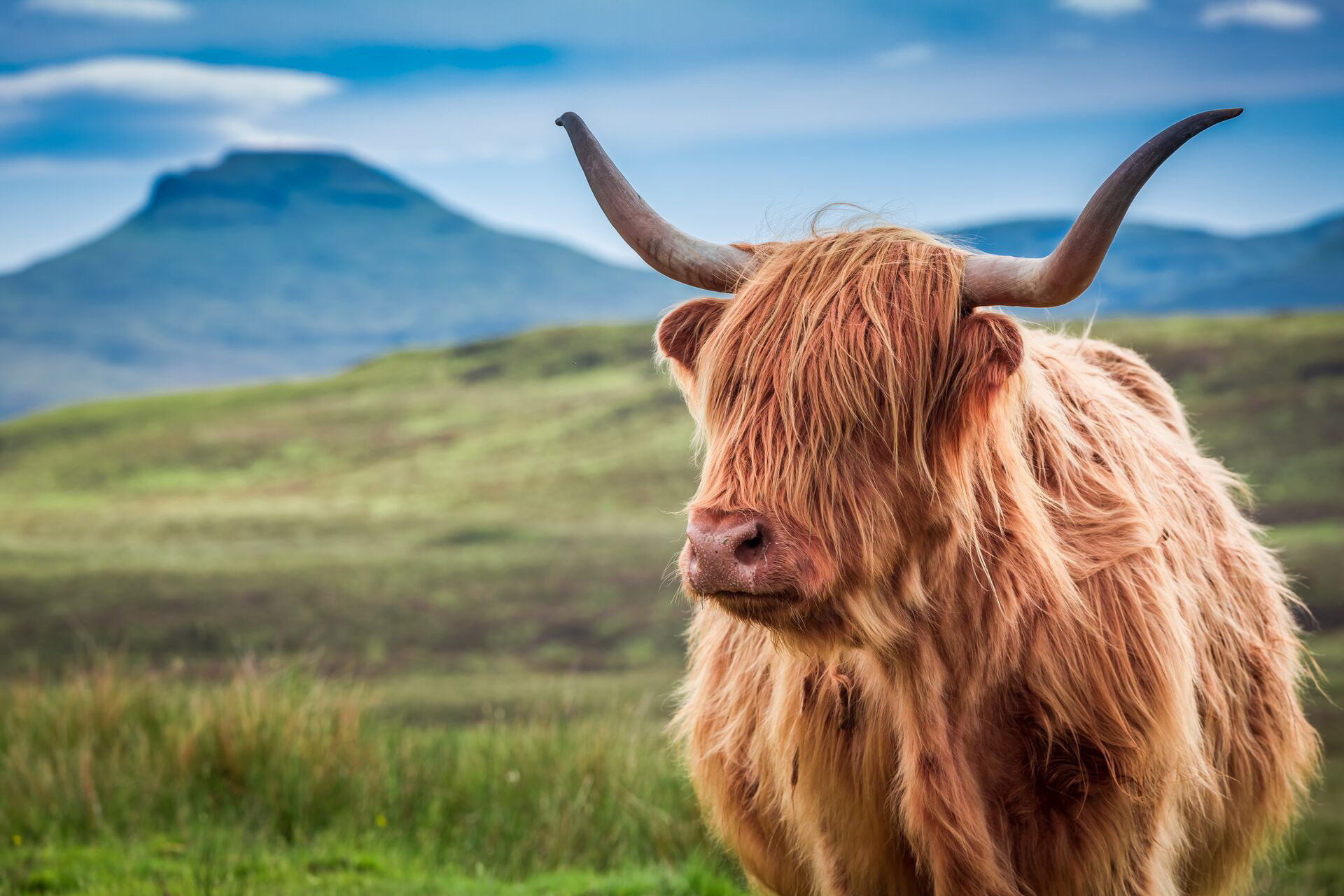 Furry Highland Cow In Isle Of Skye, Scotland with backdrop of hills
