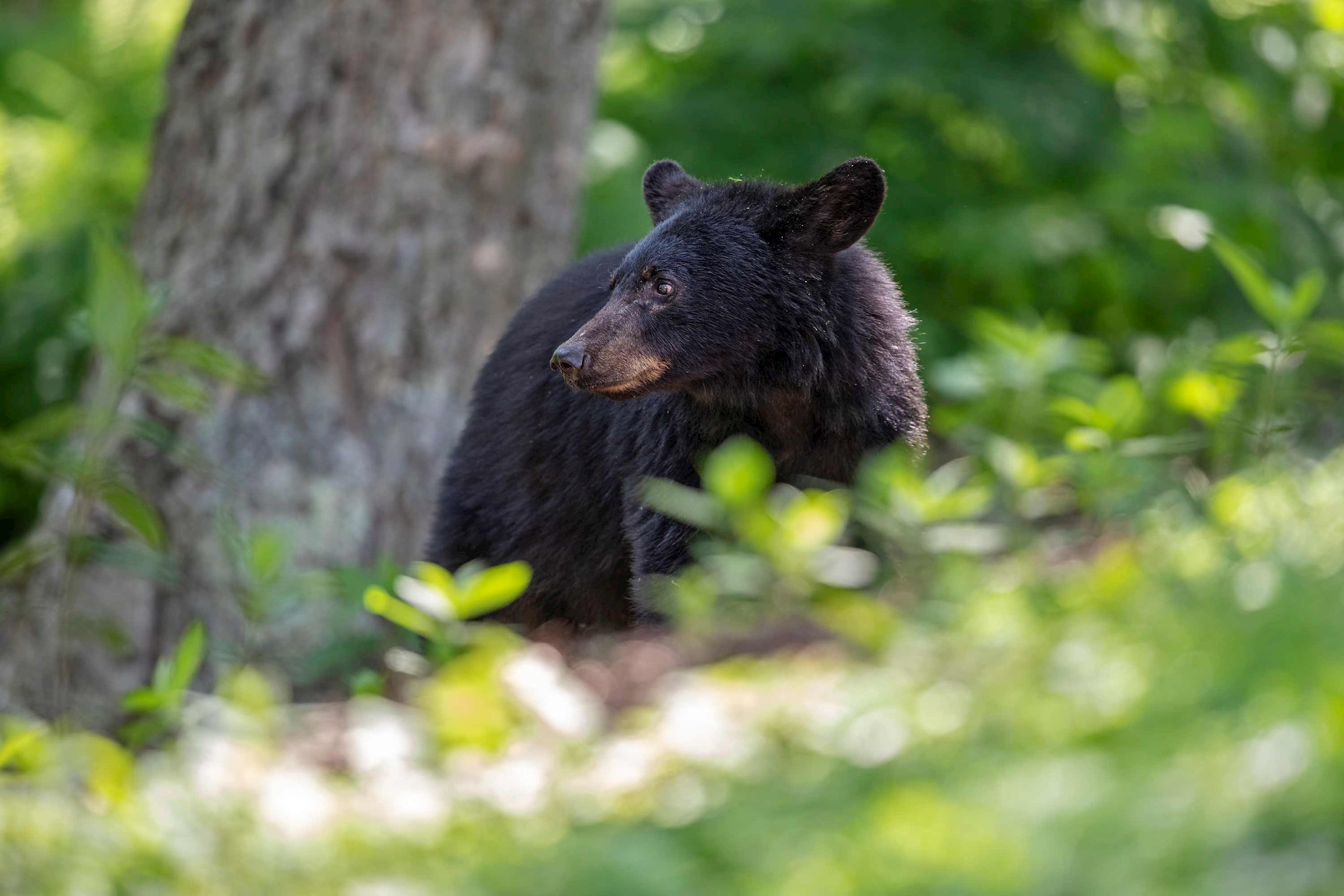 black-bear-cub-in-shenandoah-national-park-usa.jpg