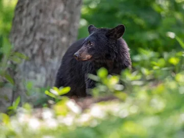 black-bear-cub-in-shenandoah-national-park-usa.jpg