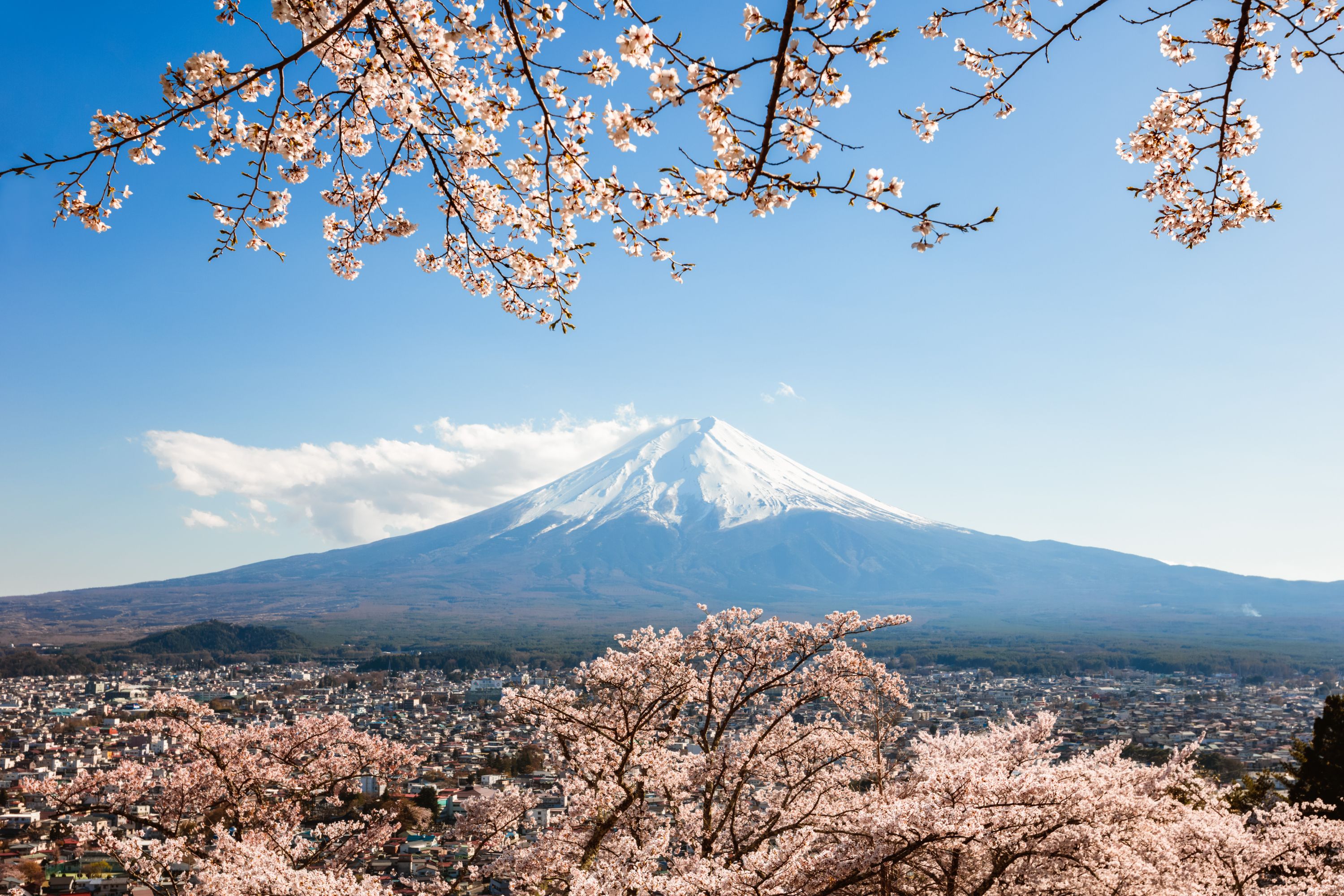 A cherry blossom tree in the foreground and Mount Fuji in the background in Japan.