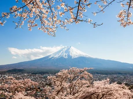 A cherry blossom tree in the foreground and Mount Fuji in the background in Japan.
