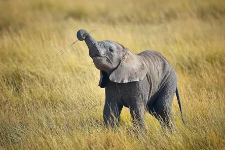 Adorable baby Elephant with a blade of grass in its trunk