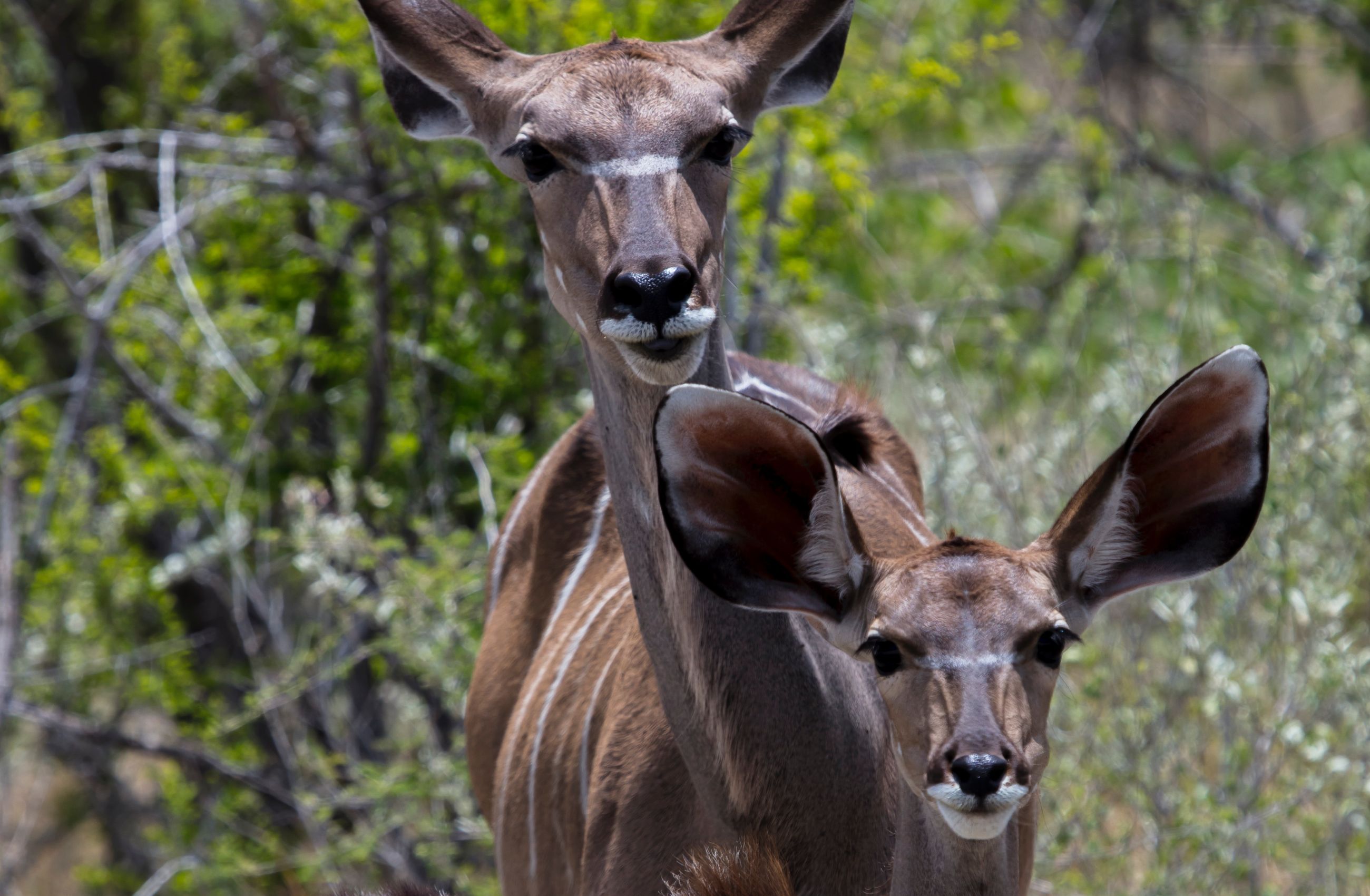 Two antelope looking toward the camera, Namibia.