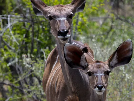 Two antelope looking toward the camera, Namibia.